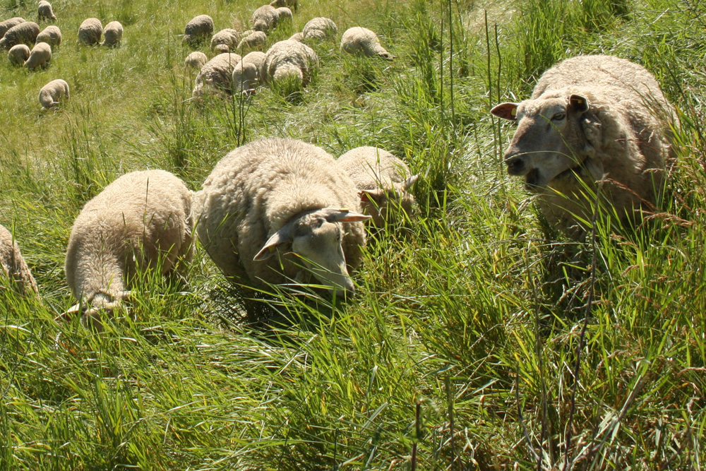 Ej,der hat sich bewegt! Foto: Ralf Julke