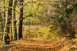 Biodiverser Herbstwald mit Fichte, Buche und Birke. Bild: iDiV, Christian Hüller