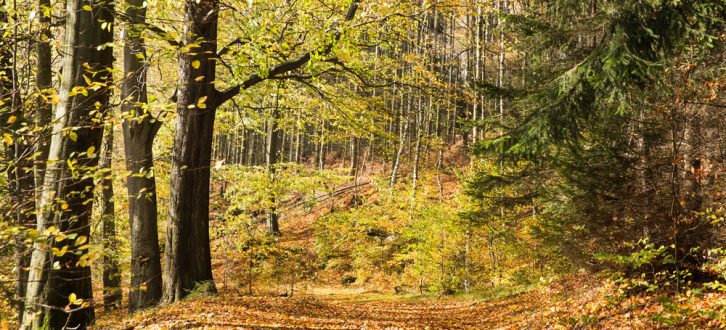 Biodiverser Herbstwald mit Fichte, Buche und Birke. Bild: iDiV, Christian Hüller