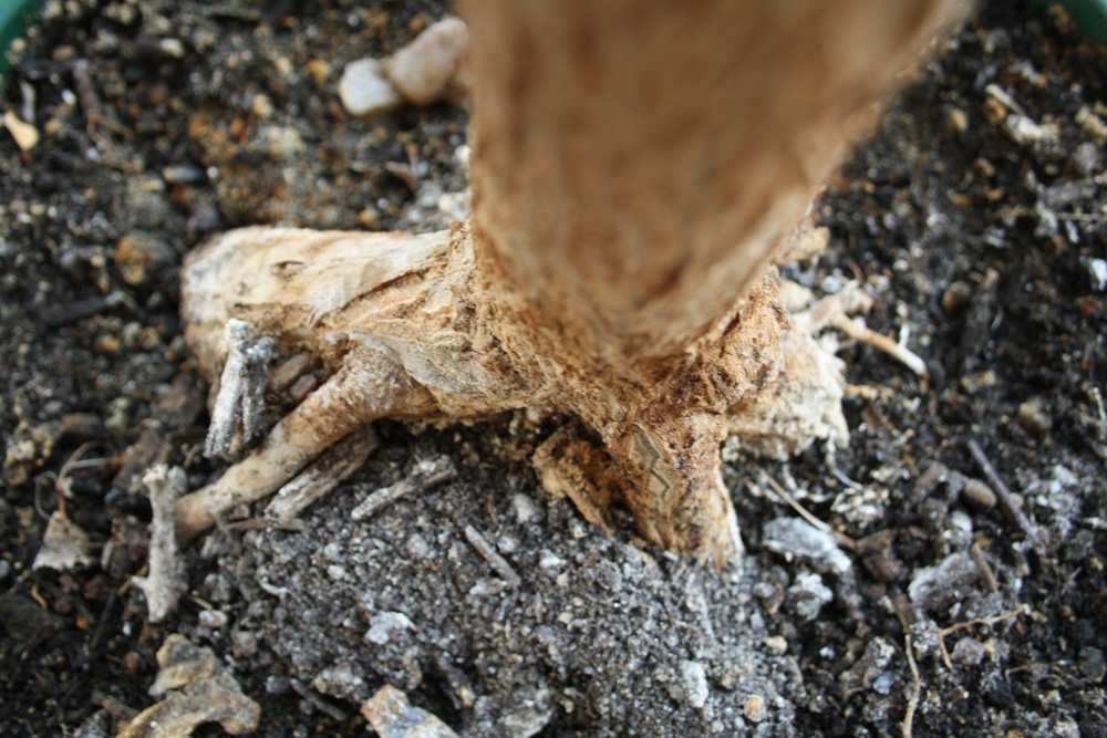 Welchen Halt haben wir ohne Wurzeln? Foto: Ralf Julke