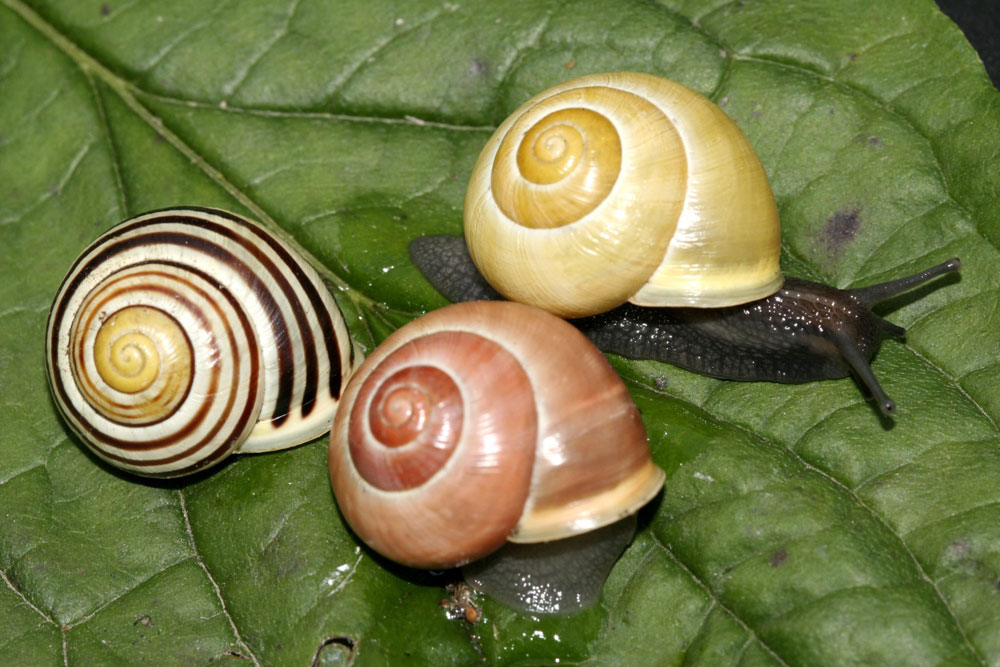 Es gibt nicht nur viele verschiedene Schneckenarten, auch die Formenvielfalt innerhalb derselben Art kann enorm sein, wie bei diesen Schnirkelschnecken. Foto: NABU/Helge May