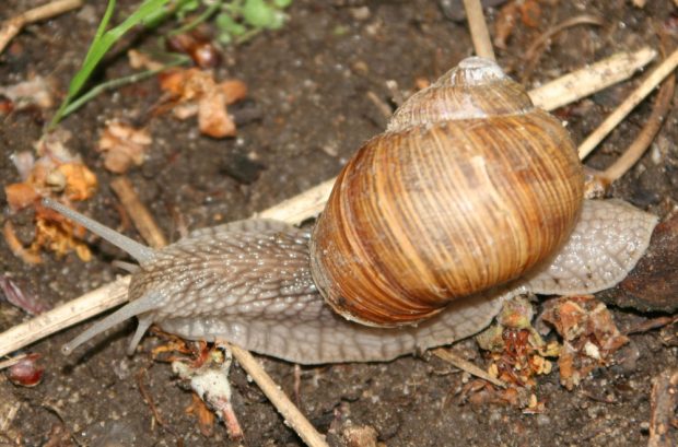 Die Weinbergschnecke gehört zu den größten und bekanntesten heimischen Weichtieren. Foto: NABU/Norman Schiwora