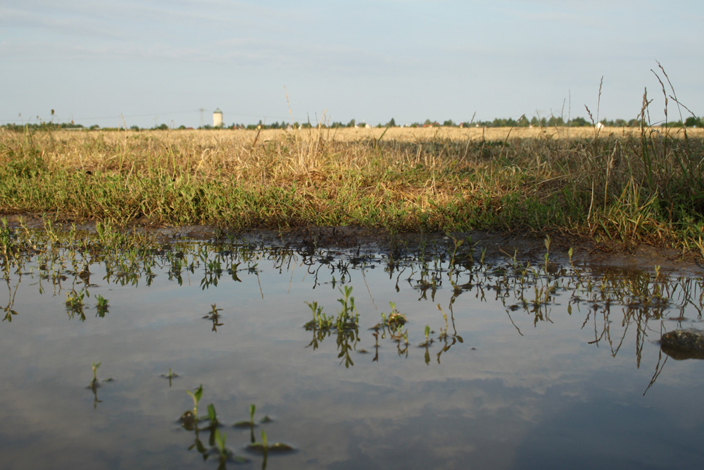 Acker im Leipziger Norden. Foto: Ralf Julke