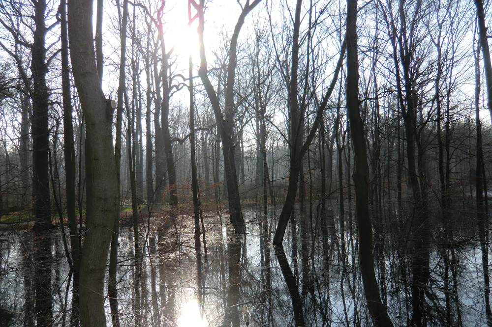 Überschwemmter Auenwald. Foto: Marko Hofmann