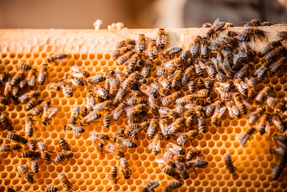 Honigbienen im Offroad-Gelände der Porsche Leipzig GmbH. Foto: Porsche