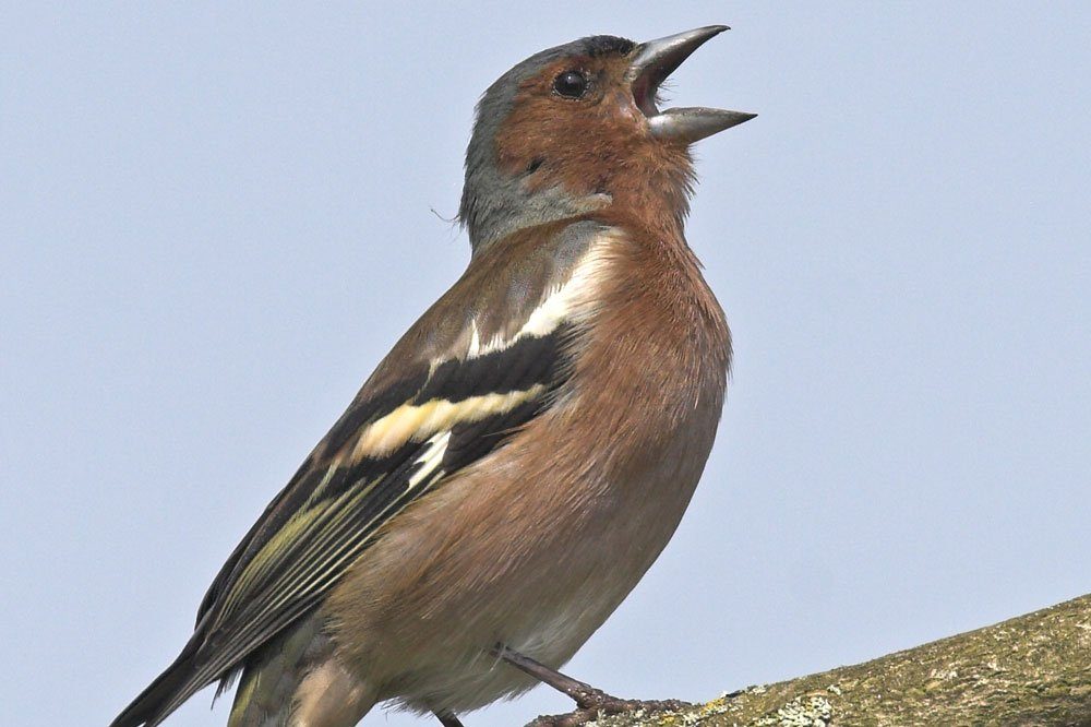 Buchfink. Foto: NABU/Frank Hecker Naturfotografie