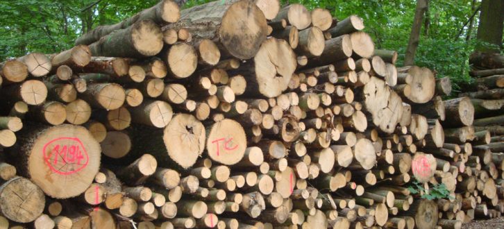 Holzeinschlag im Leipziger Auwald. Foto: Gernot Borriss