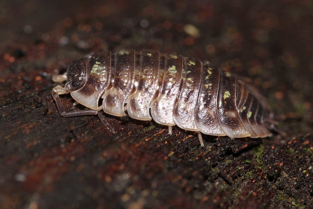 Asseln sind wichtige Zersetzer im Boden. Bild: Sarah Zieger