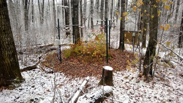 Mit Heizelementen haben die Wissenschaftler den Waldboden erwärmt. Bild: Artur Stefanski