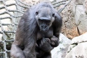 Gorillajungtier mit Kumili. Foto: Zoo Leipzig