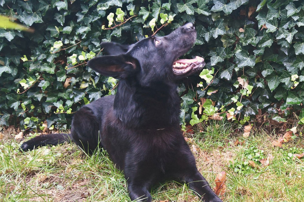 Den richtigen Riecher – „Nero“. Foto: PD Leipzig