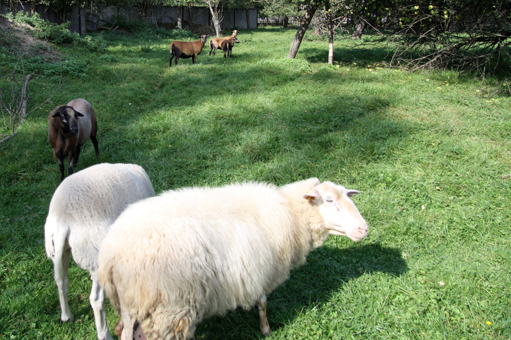 Schäfchenheimat. Foto: Matthias Weidemann