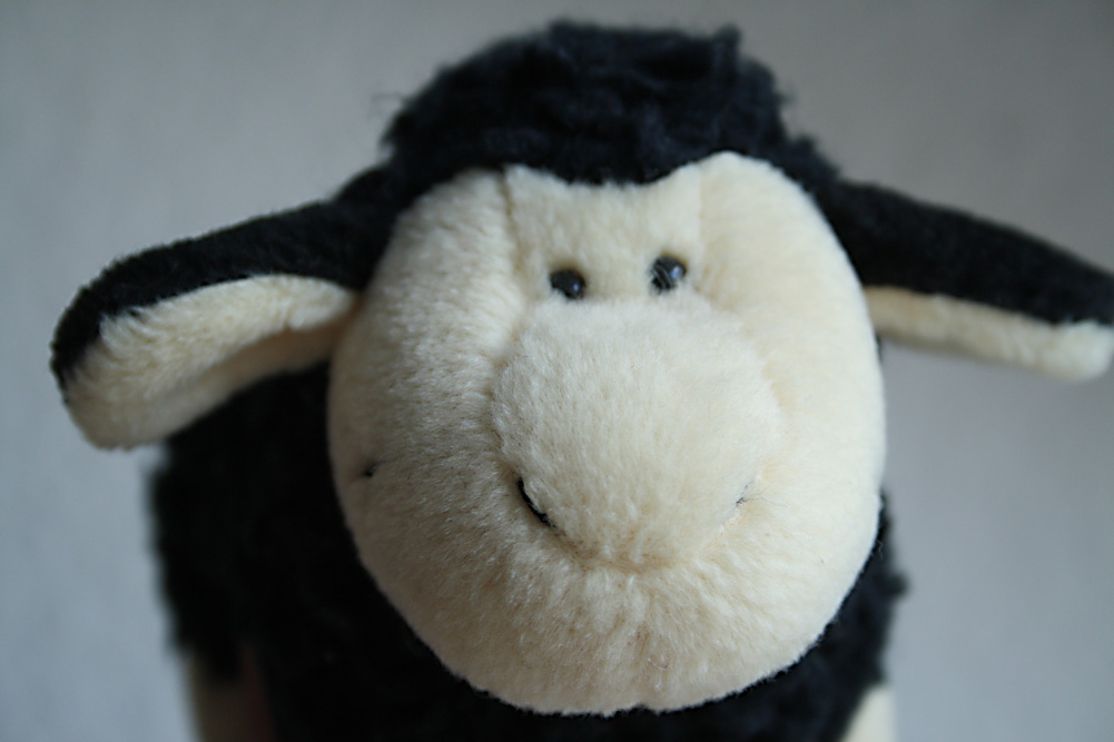 Schwarzes Schaf. Foto: Ralf Julke