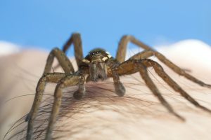 Hautkontakt mit Spinne. Foto: Shutterstock