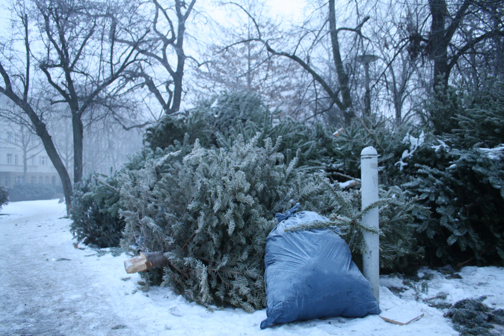 Und gleich nach dem Fest werden sie entsorgt: Weihnachtsbäume. Foto: Ralf Julke