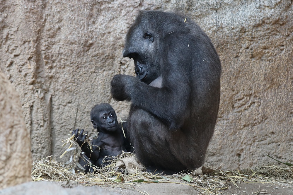 Gorillababy Kio mit Mutter Kumili © Zoo Leipzig