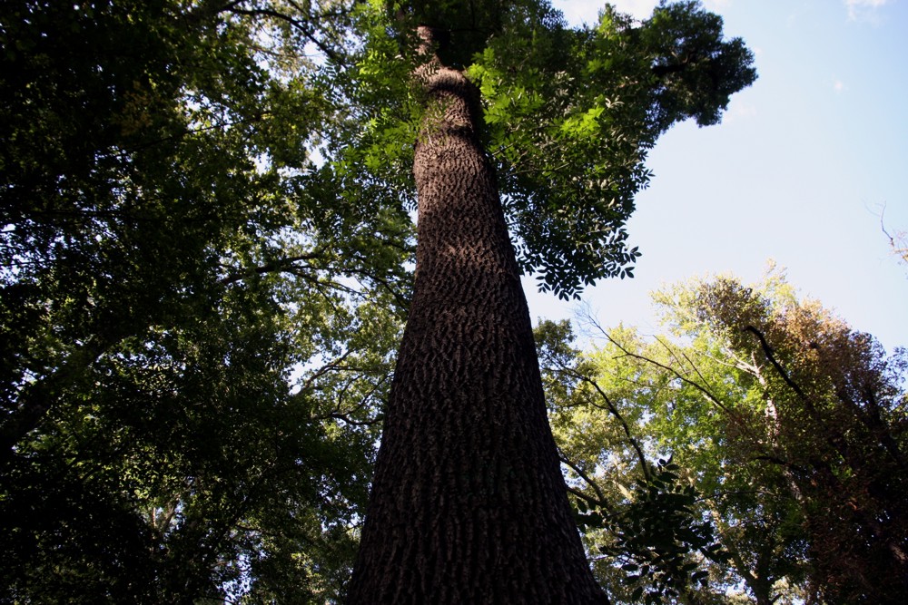 Der Auwald in Leipzig. Foto: L-IZ.de