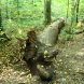 Gestürzter Baumriese im Auenwald. Foto: Ralf Julke