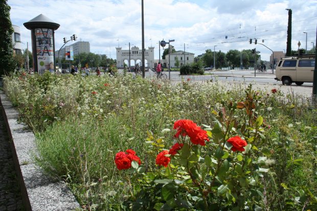 Viel zu selten in Leipzig: richtige Blühbeete. Foto: Ralf Julke