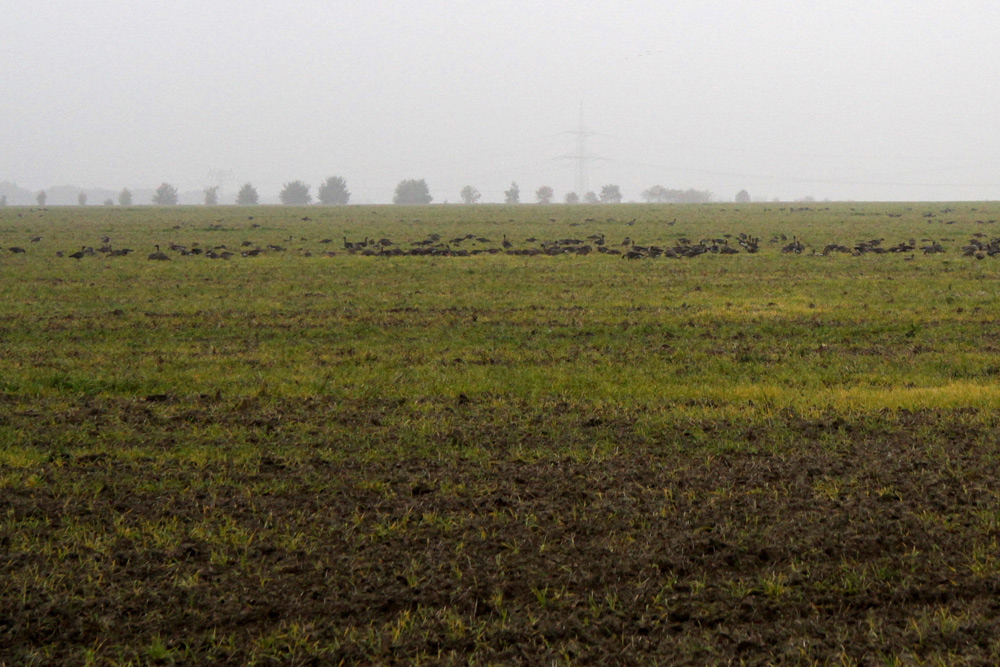 Acker bis zum Horizont – und ein paar Gänse. Foto: Matthias Weidemann