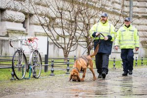 Hundeführer mit Mantrailer Bloodhound. Foto: Polizei Sachsen