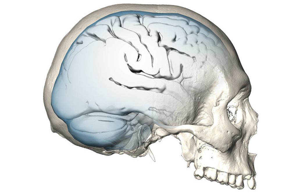 Schädel eines modernen Menschen. Foto: MPI EVA/ S. Neubauer, Ph. Gunz