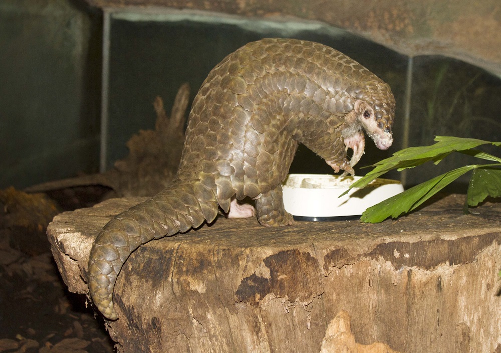 05 Welt-Schuppentier-Tag - Zoo Leipzig einziger Halter in Europa © Zoo Leipzig