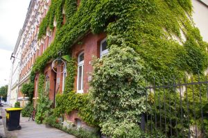 Begrünte Fassade in Leipzig. Foto: Ökolöwe