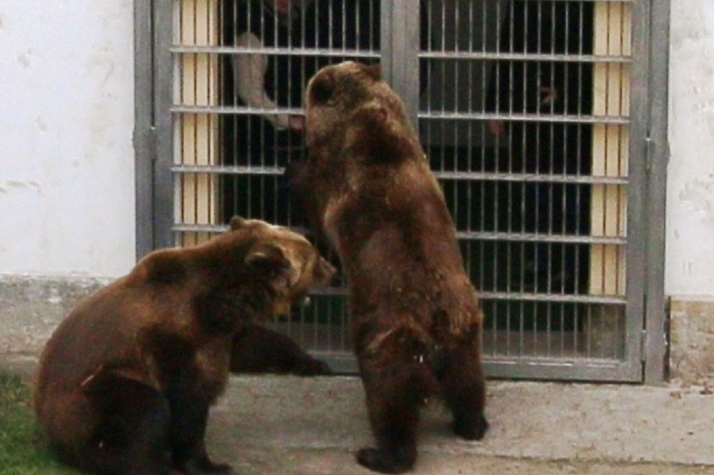 Bären nach Winterschlaf, Foto: LRA Torgau