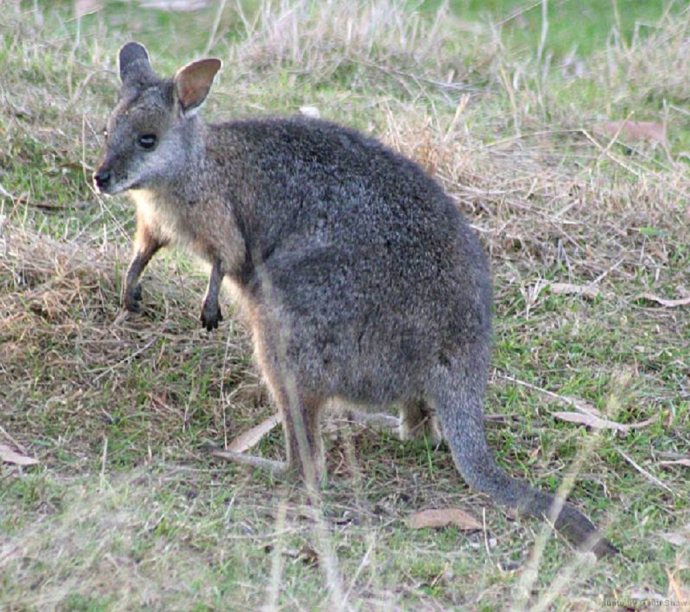 Tammar wallaby Macropus eugenii, Foto: Wikipedia