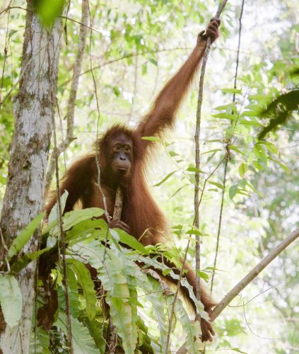 Orang-Utan im Regenwald auf Borneo. Die Tiere verschwinden noch schneller als befürchtet. Foto: MPI EVA, Marc Ancrenaz