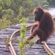 Lebensraumverlust und Wilderei sind die größten Gefahren für die Orang-Utans. Foto: MPI EVA, Serge Wich