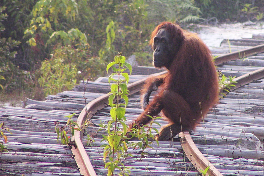 Lebensraumverlust und Wilderei sind die größten Gefahren für die Orang-Utans. Foto: MPI EVA, Serge Wich