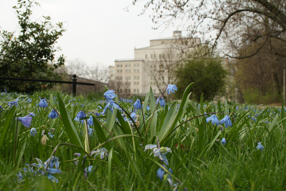 Frühblüher auf Wiese, helles Gebäude im Hintergrund.