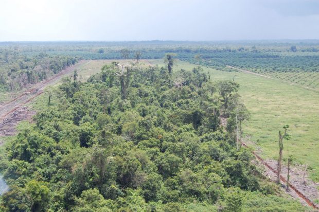 Wald auf dem Rückzug: Auf Borneo fressen sich die Ölpalm-Plantagen immer weiter in den ursprünglichen Regenwald. Foto: MPI EVA, Marc Ancrenaz