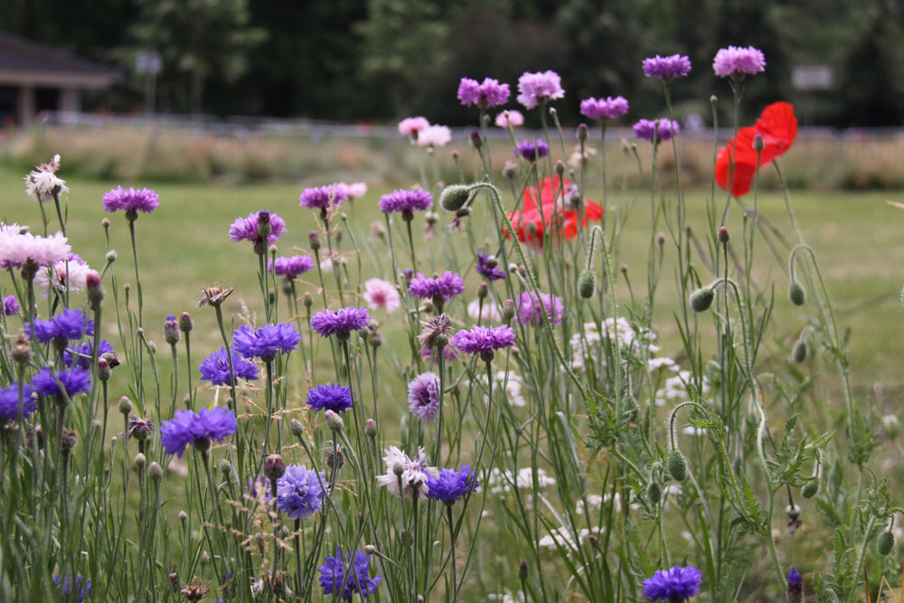 Blühstreifen. Foto: Ökolöwe