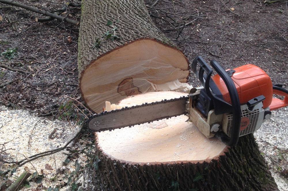 Bis zum 30. September dürfen nach dem Bundesnaturschutzgesetz Gehölze aller Art nicht zurückgeschnitten oder gerodet werden. Foto: Ökolöwe