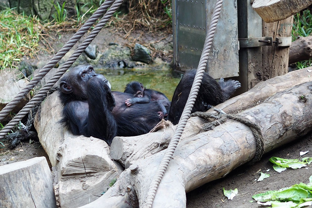 Natascha mit ihrem Jungtier auf der Innenanlage von Pongoland. Foto: Zoo Leipzg