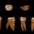 Großer Backenzahn aus dem Oberkiefer eines Neandertalers aus Spy in Belgien. Foto: Max-Planck-Institut für evolutionäre Anthropologie / I. Crevecoeur