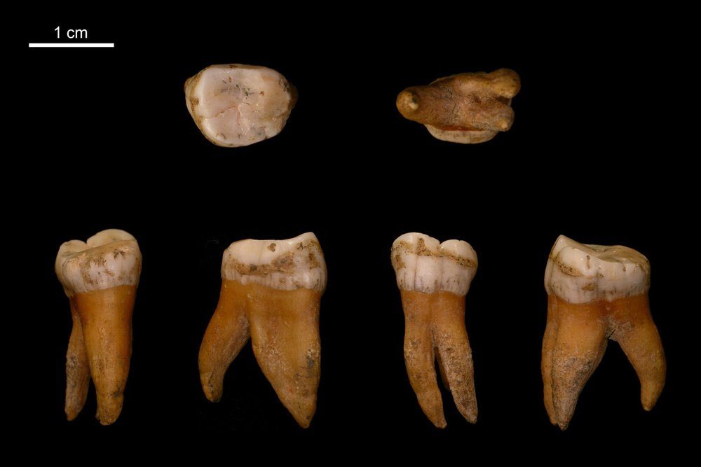 Großer Backenzahn aus dem Oberkiefer eines Neandertalers aus Spy in Belgien. Foto: Max-Planck-Institut für evolutionäre Anthropologie / I. Crevecoeur