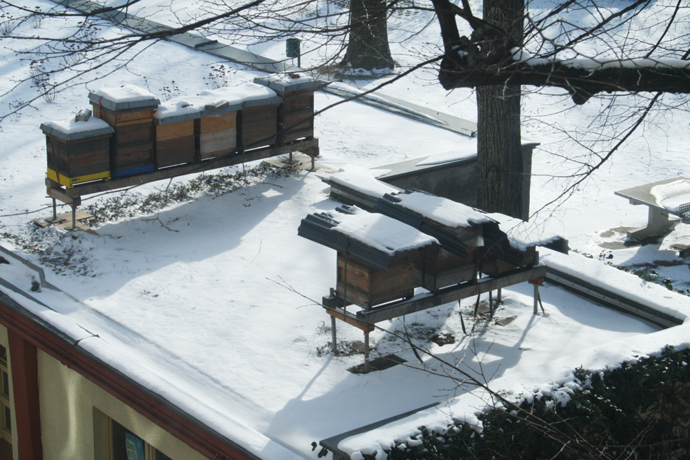 Bienenkästen auf dem Gründach am Haus der Demokratie. Foto: Ralf