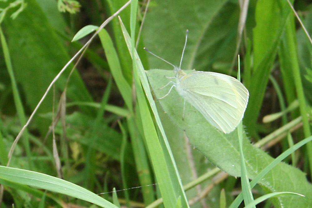 Wenigstens einer ... Foto: Ralf Julke