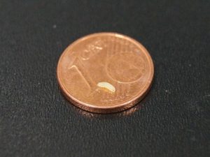 Die Abbildung zeigt eine ausgewachsene Drosophila-Larve auf einer Ein-Cent-Münze. Die Körperlänge dieser Tiere beträgt nur ca. 0,5 cm. Foto: Prof. Dr. Andreas Stephan Thum/Institut für Biologie