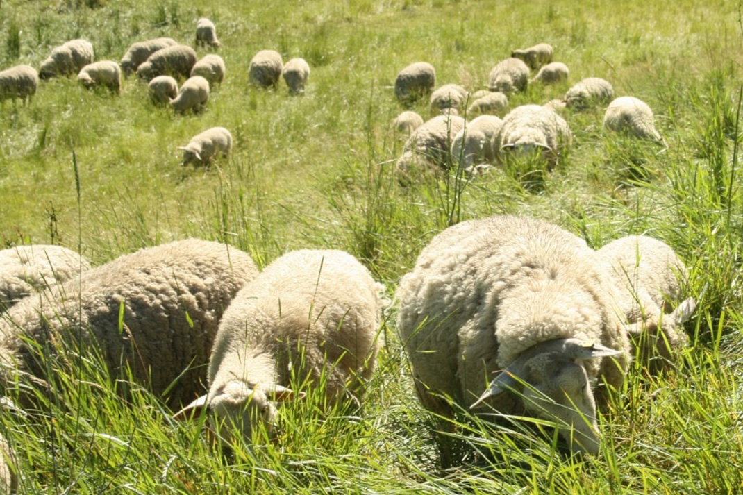 Fleißige Graszupfer an der Neuen Luppe. Foto: Ralf Julke