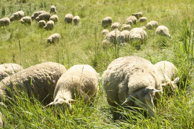 Fleißige Graszupfer an der Neuen Luppe. Foto: Ralf Julke