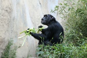 Schimpanse auf der Außenanlage Pongoland. Foto: Zoo Leipzig