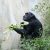 Schimpanse auf der Außenanlage Pongoland. Foto: Zoo Leipzig
