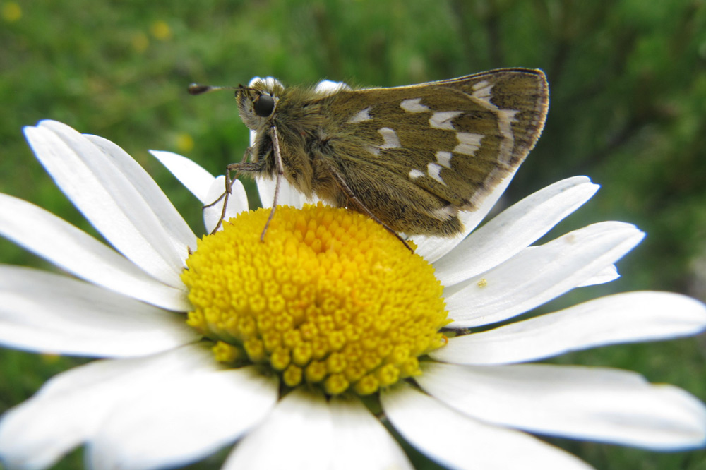 Schmetterlinge sind wichtige Bestäuber in unseren Ökosystemen. Das Foto zeigt einen Dickkopffalter auf einer Margerite. Foto: Reinart Feldmann / UFZ