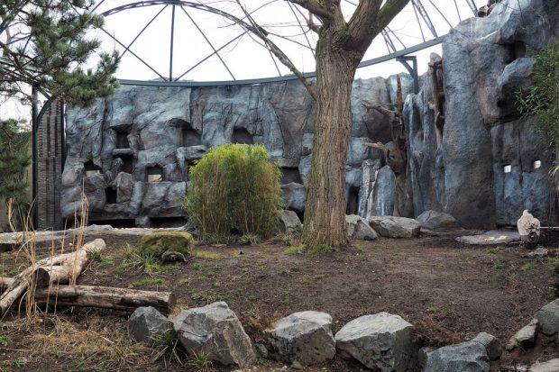 Begehbare historische Freiflugvoliere mit Gänsegeier im Vordergrund. Foto: Zoo Leipzig 
