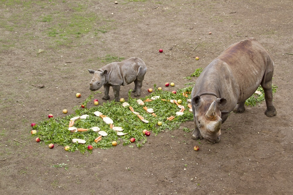 Schmackhafte Namensgebung für das kleine Spitzmaulnashorn Sudan mit Mutter Saba © Zoo Leipzig